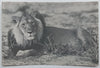 Kruger National Postcard of Lion (With Kruger National Park Stamp)