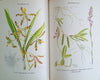 Wild Flowers of the Transvaal [Signed by the Illustrator and All the Authors] | Cynthia Letty, R.A. Dyer, Inez C. Verdoorn and L.E. Codd