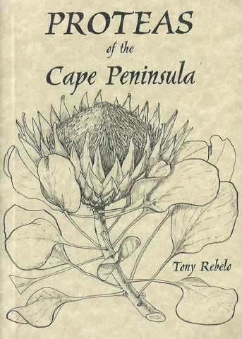 Proteas of the Cape Peninsula | Tony Rebelo